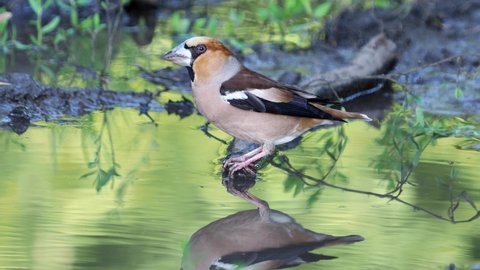 Hawfinch bird playing with its reflection in the water, Coccothraustes coccothraustes