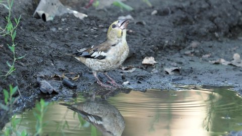 Hawfinch juvenile birds drinking water, Coccothraustes coccothraustes