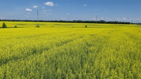 Landscape flying over the field with yellow flowers, aerial video
