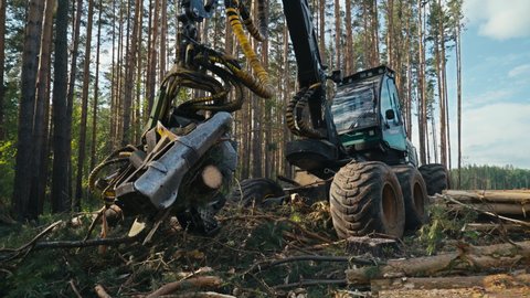 Industrial Harvester Delimbs And Cuts Pine In Forest For Wood Production. Mechanical Machine For Pine Wood Production. Processing Timber For Pine Wood Production. Tree Logging. Lumber Industry.