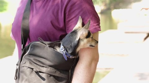 puppy dog looks out of a bag,a small terrier walks in a carrier on the hands of the owner