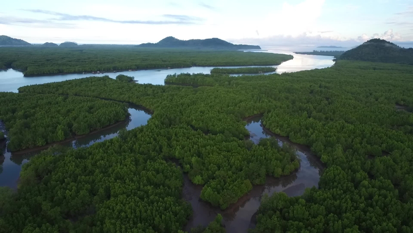 Top view of  Mangroves forest, the thick natural mangroves is home to over 102 species of native and migratory birds in Thailand by Drone
