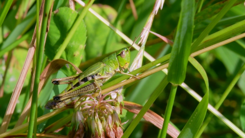 Meadow Grasshopper, Chorthippus parallelus in habitat Royalty-Free Stock Footage #1076569223
