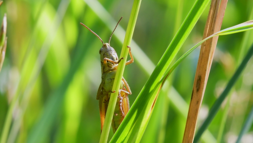 Meadow Grasshopper, Chorthippus parallelus in habitat Royalty-Free Stock Footage #1076569421