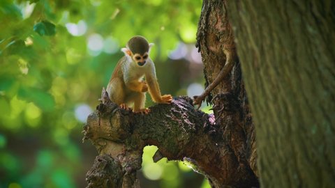 Baby common squirrel monkey also known as Saimiri sciureus looking for food on a tree. 4K UHD video.