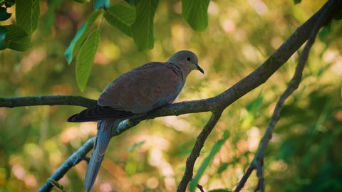Wood pigeon sitting on a tree between leaves. Wood pigeon also known as Columba palumbus is a large species in the dove and pigeon family. 4K UHD video.