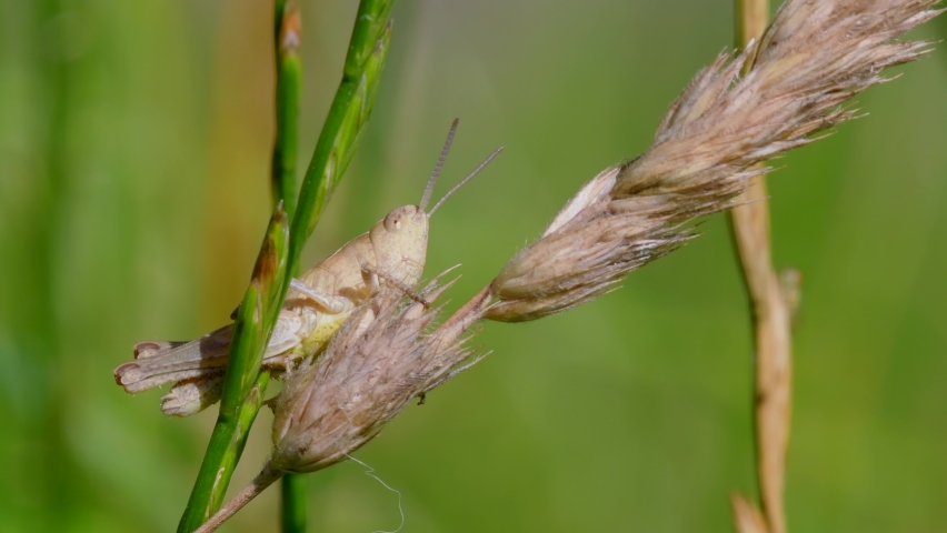 Meadow Grasshopper, Chorthippus parallelus in habitat Royalty-Free Stock Footage #1076570399