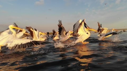 Kalmykia, nature reserve. Pelicans take off in the sunset.
