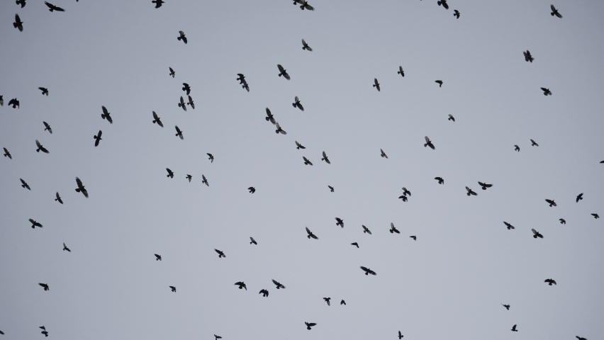 flock of birds flying in the sky crows. chaos of death concept. group of birds flying in the sky. black crows in a group circling against the sky. migration movement of birds from fly warm countries Royalty-Free Stock Footage #1076571530
