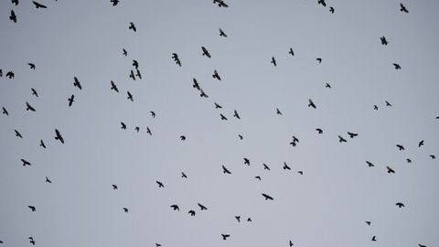flock of birds flying in the sky crows. chaos of death concept. group of birds flying in the sky. black crows in a group circling against the sky. migration movement of birds from fly warm countries