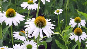 Bee, bumble bee flying over daisy or camomile, close-up of white flower. Video 4k resolution