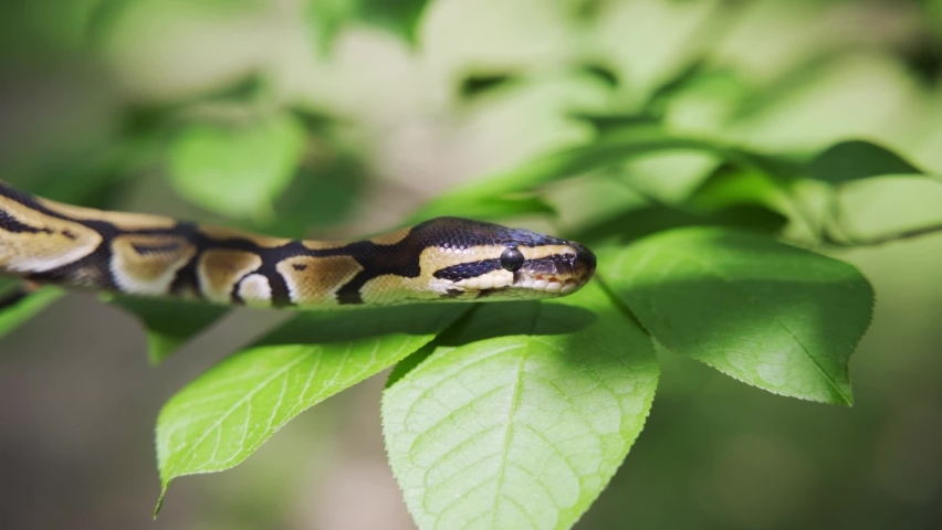 Python face Stock Video Footage - 4K and HD Video Clips | Shutterstock