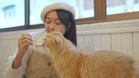 Young Asian woman sitting on floor playing and feeding pet treats to adorable cat with happiness. Friendly cute cat licking pet snack on the spoon from pretty girl. Pets and owner friendship concept
