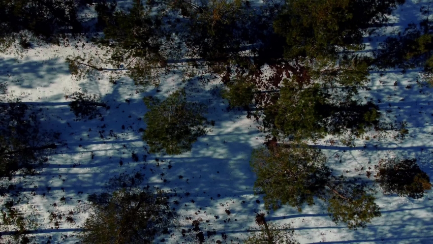 Pine groves and snowy fields from the province of Segovia.