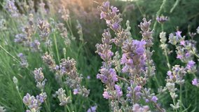 Lavender bloom in the rays of the setting sun. For video presentation, background.