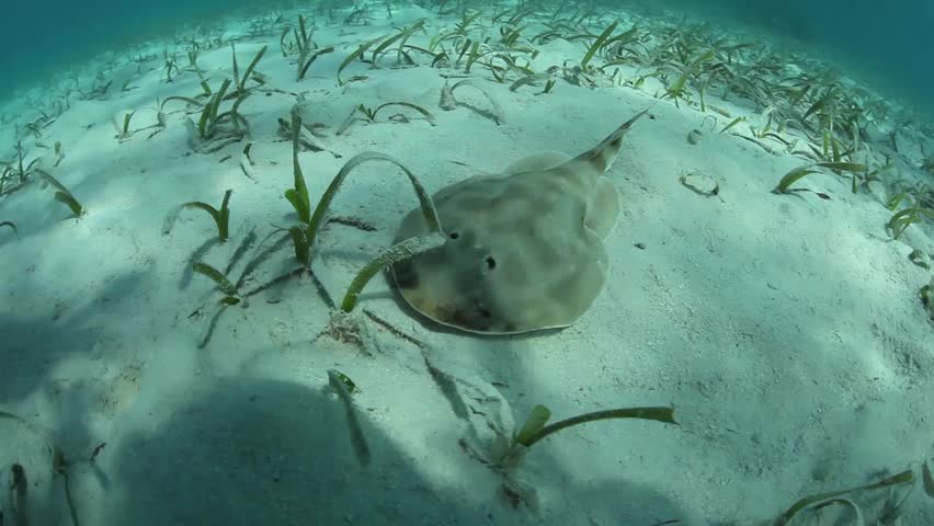 A Lesser electric ray (Narcine bancroftii) cruises over a sand and seagrass seafloor in Turneffe Atoll, Belize. This species can generate a strong electric discharge used for defense or to stun prey.