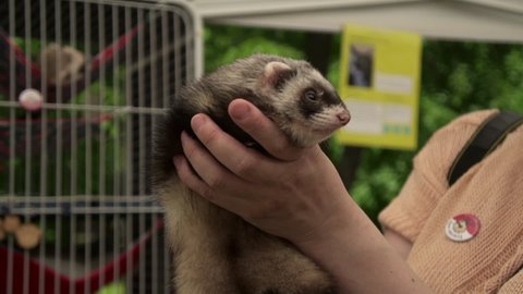 Saint Petersburg, Russia, 05 June, 2021 Pets show exotic animals exhibition woman looks at ferret Spbas