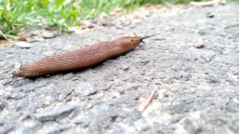 Slippery brown slug with black head crawls on the asphalt. Red roadside slug (Arion rufus) on the street during the day.