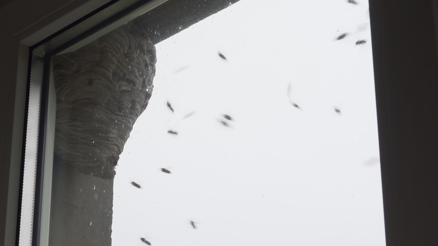 Wasp hive hanging by the window in an urban area. Wild beehive outside on the building. Nobody 