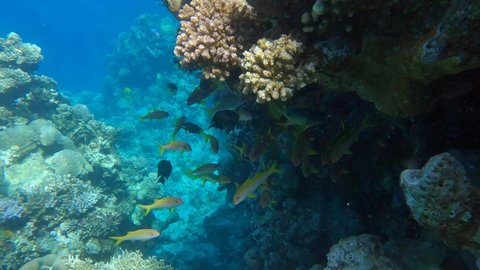 School of Goatfish swims near coral reef wall. Yellowfin Goatfish (Mulloidichthys vanicolensis). Camera moving forwards. Slow motion