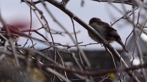 Two house sparrows, Passer domesticus, jumping around tree branches in slow motion.