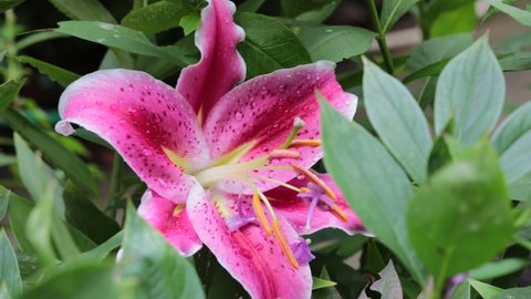 Fragrant pink Asiatic Tiger Lily flower in rain.