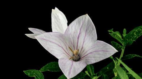 White Platycodon Flower Opening Blossom in Time Lapse on a Black Background. Campanula Bud Growing