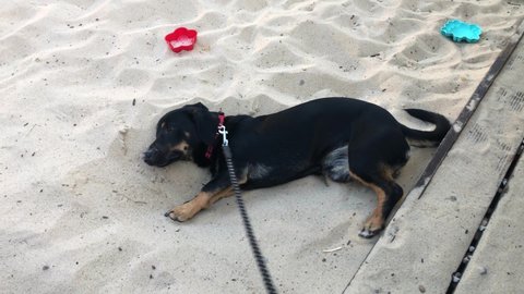 Small black dog digs hole in the yellow sand. Dog is interested in looking for something underground. Grains of sand fly from under the paws. Dog playing at the beach. 