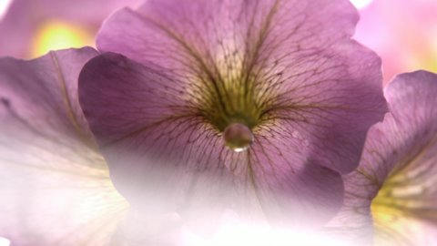Water Drops Falling on Beautiful Colourful Petunias Flowers in Slow Motion with Lens Flare on White Background a Top View Shot`