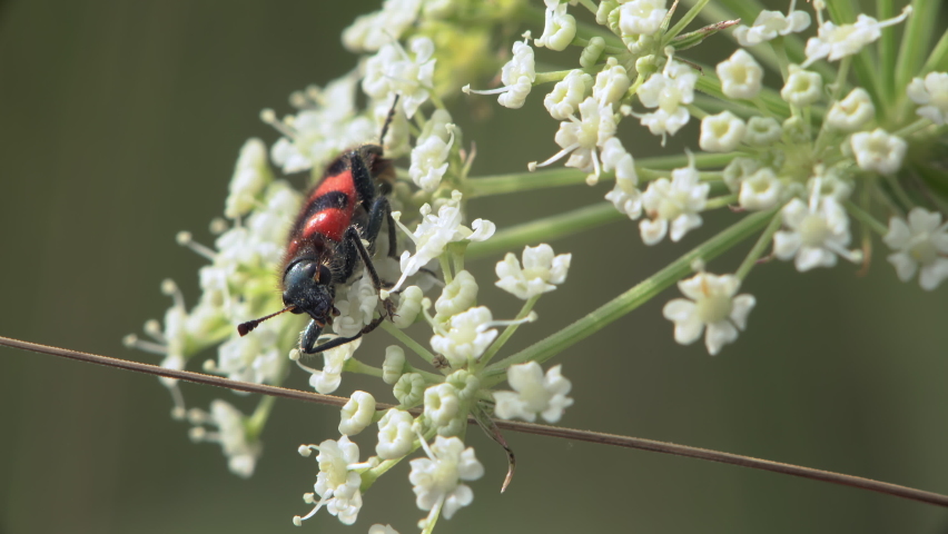 Macro of Trichodes apiarius beetle eating nectar on white wildflowers. 