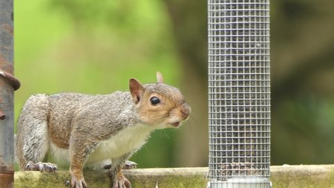 Grey squirrel at a peanut feeder at a bird table 
