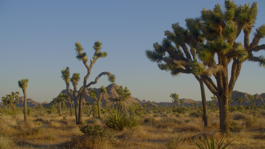 Yucca trees in Joshua National Park
