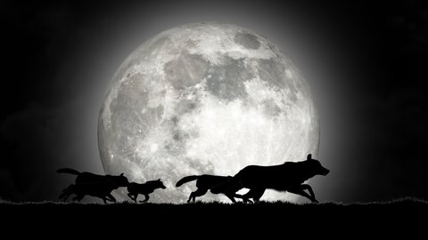 A Pack of Wolves Running on the grass at Rising Full Moon Background