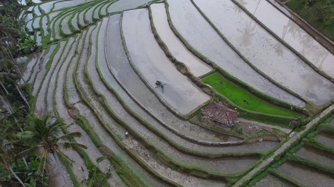 Bali, Indonesia - CIRCA 2020: Aerial Drone View of Jatiluwih Rice Terrace  - Farmer Man at UNESCO Cultural Heritage Rice Fields