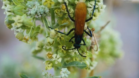 Tarantula Hawk Wasp on Flower in 4K.