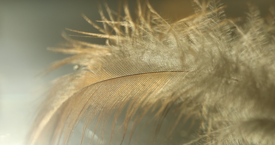 Soft feather. Soft feather