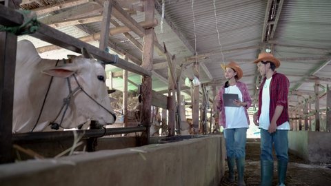 a cow farmer girl holding a tablet while a male farmer feeds the cows with hay in the cattle pen