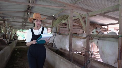 cowgirl wearing a hat in a cow pen on a cow background