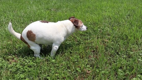 Jack Russel Terrier dog pooping on grass outside