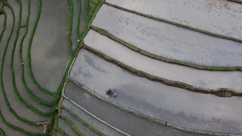 Bali, Indonesia - CIRCA 2020: Aerial Drone View of Jatiluwih Rice Terrace  - Farmer Man at UNESCO Cultural Heritage Rice Fields