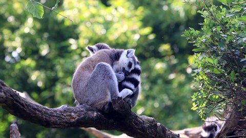 lemur catta in a tree, ring-tailed Lemurs

