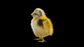 chick Dancing CG fur. 3d rendering, animal realistic CGI VFX, Animation Loop, composition 3d mapping cartoon, Included in the end of the clip with Alpha matte.