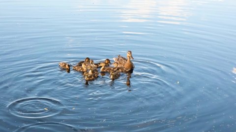 Wild Mother Duck With Cute Newborn Ducklings Swimming in Water