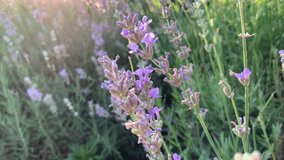 Soft sunlight falls on blooming lavender.For video presentation, background.