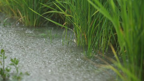 Raining heavily on the paddy rice fields of the farm's crops. Slow motion of raindrops. Summer typhoon season