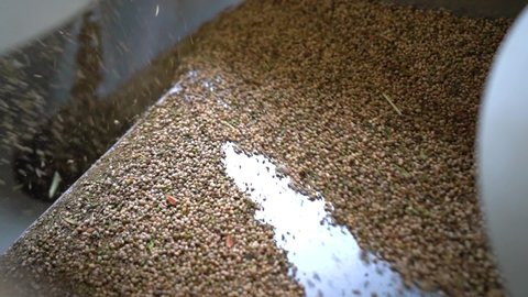 Close Up Of Hemp Seeds Being Sorted With An Industrial Machinery. high angle