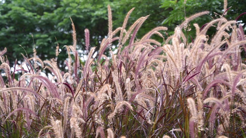Beautiful growing African Fountain Grass or Purple grass against tree background.