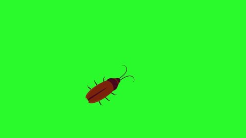 animation of a cockroach crawling. chromakey