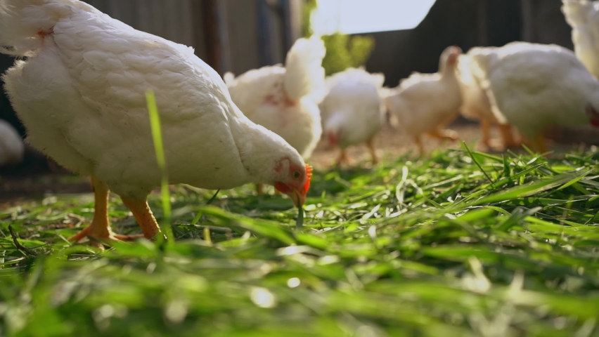 Young white chickens and roosters walk free-range and peck grass. Poultry farming, home farm.Domestic birds.Organic farming Concept.
 | Shutterstock HD Video #1076639333