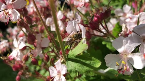 Honeybee feeding from nectar and pollinating a hardy geranium plant in flower